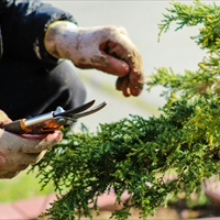 How you can keep your home safer…by gardening