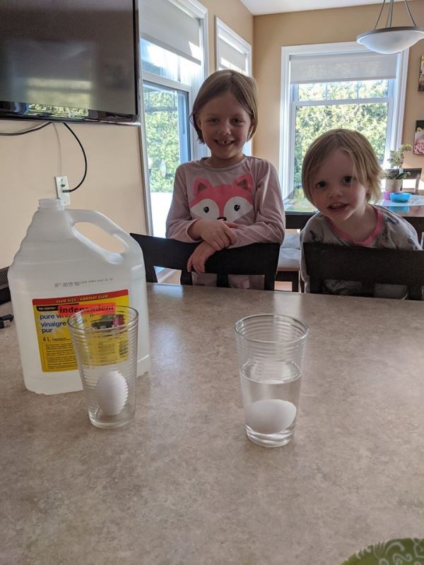 an egg in water and an egg in vinegar 